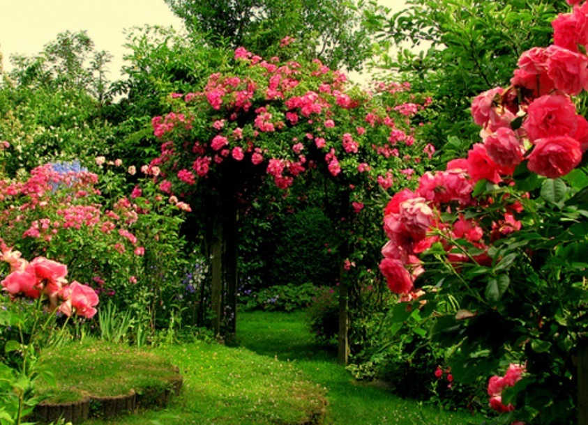 Rose Garden, Dangs (Ahwa), Gujarat - Vushii.com Rose Garden, Dangs (Ahwa), Gujarat - Vushii.com